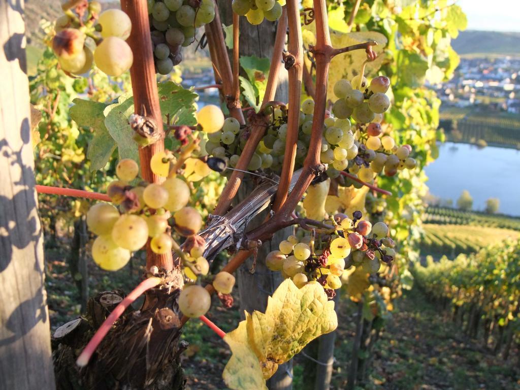 Weingut Lehnert-veit Gutshotel Hotel 3*