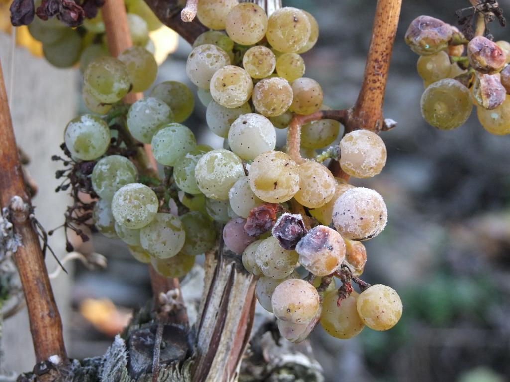Weingut Lehnert-veit Gutshotel Hotel